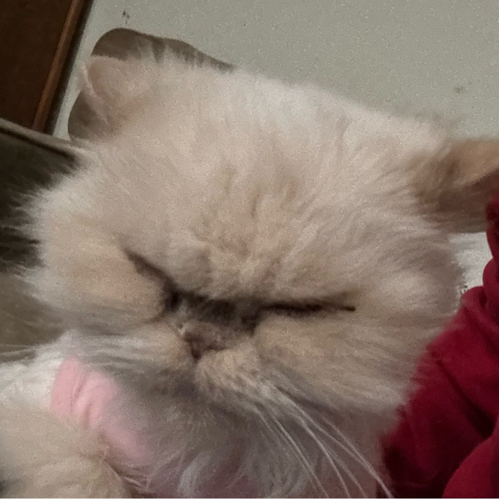 Meet your Posher, Velvet